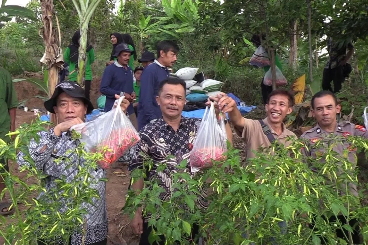 Petani Hortikultura Madiun Panen Cabai Melimpah