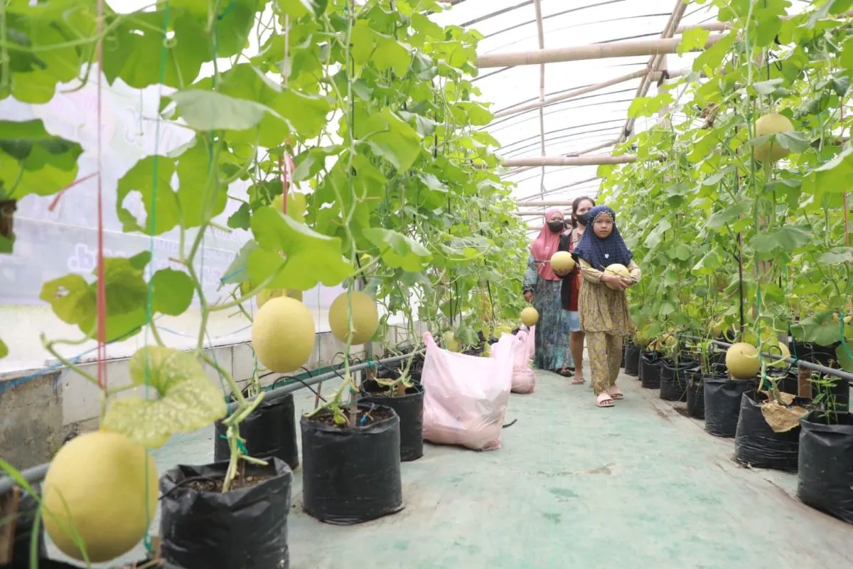 Menikmati Petik Melon Segar di Wisata Edupark Ngrowo Bening Madiun