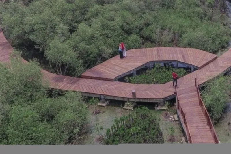Pemkot Surabaya Bakal Tambah Koleksi Ekosistem Mangrove