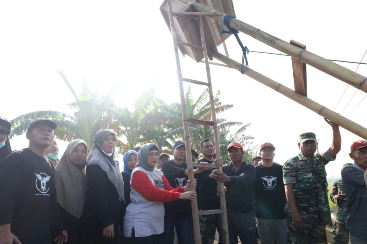 Perangi Hama Tikus, Pemkab Lumajang Pasang Rumah Burung Hantu