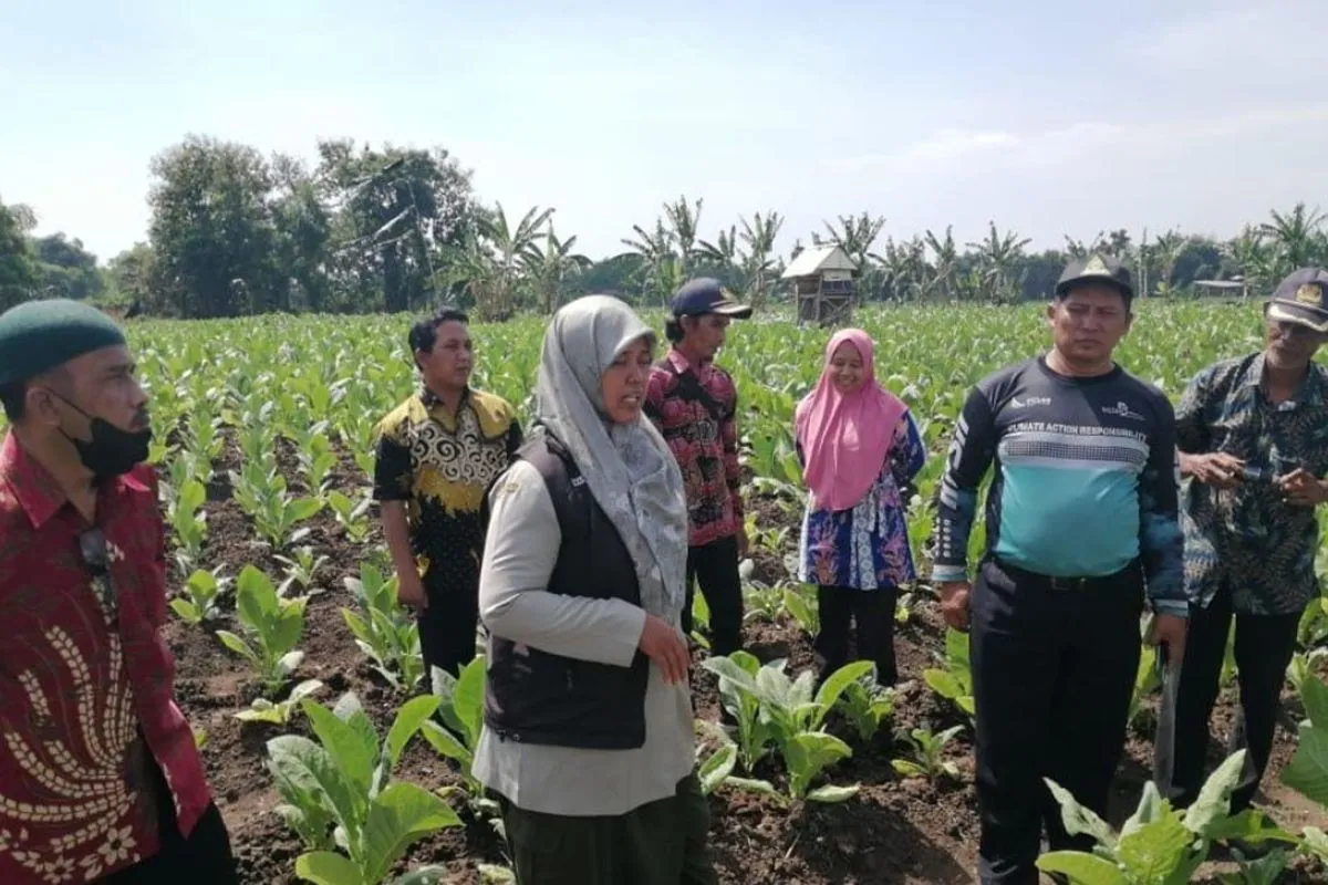 Kendalikan Hama Tembakau, Dispertan Probolinggo Buat POC dan Pestina