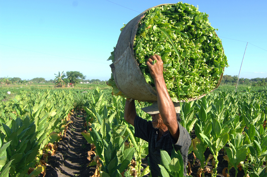 Pemerintah Kabupaten (Pemkab) Pamekasan, Jawa Timur menetapkan Biaya Pokok Produksi (BPP) tembakau pada musim panen 2024 sebesar Rp63.233 per kilogram.