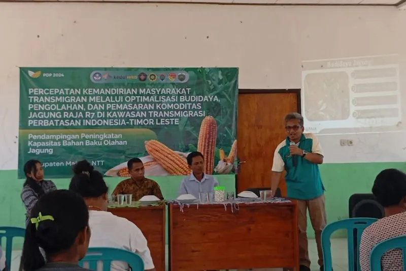 UB Malang Kembangkan Jagung Raja di Kabupatan Malaka