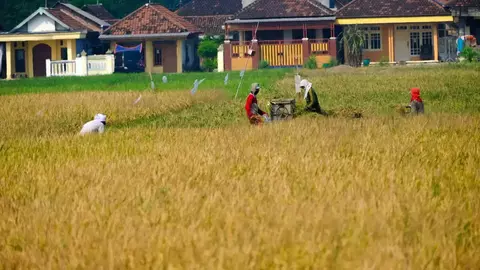 Wilmar Padi Bantu Petani Sulap Rawa Jadi Lahan Pangan
