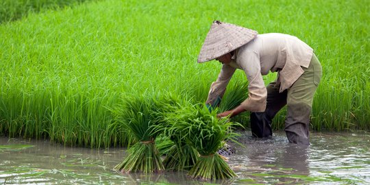 Badan Pusat Statistik (BPS) Jawa Timur menyebutkan Nilai Tukar Petani (NTP) pada Januari 2026 mengalami penurunan sebesar 4,42 persen