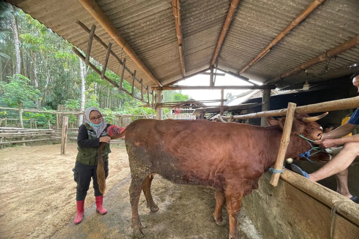 Program SMS Pisan, Upaya Pemkab Banyuwangi Tingkatkan Produktivitas Sapi