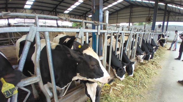 Pusat pengembangan sapi perah ini akan difokuskan di Blitar dan Banyuwangi, Jawa Timur.