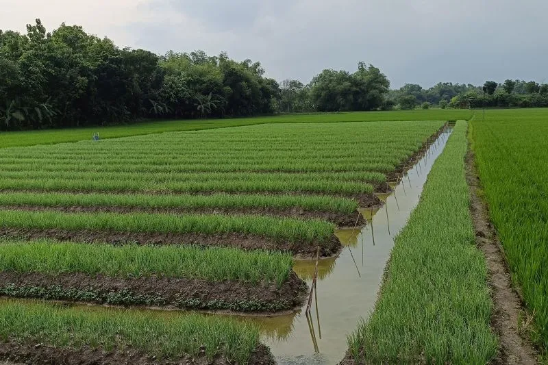 Pemkab Bojonegoro Genjot Produksi Bawang Tahun Ini Hingga 30 Ribu Ton