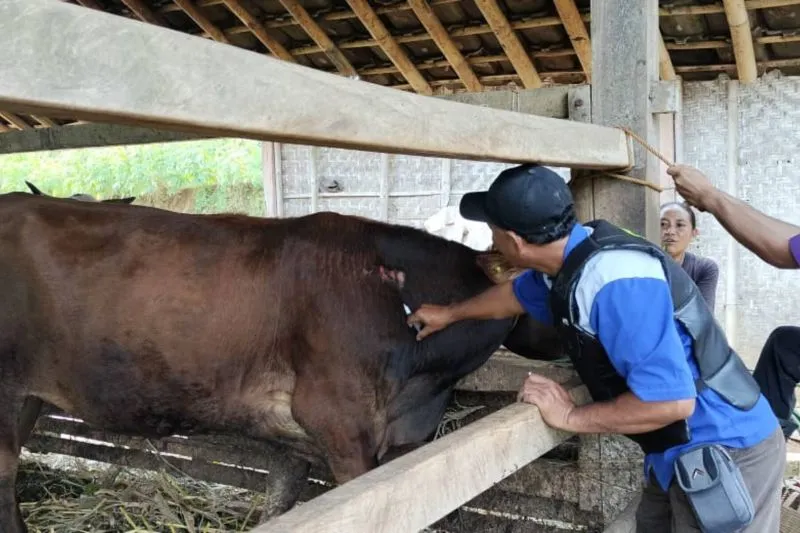 Pemkab Pacitan Dapat Kiriman 28.750 Dosis Vaksin PMK