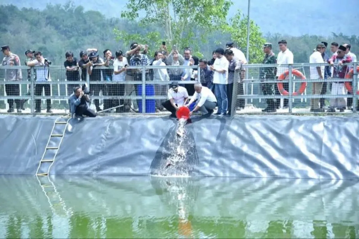 Bupati Pacitan Tabur Ikan di Embung Tremas, Dukung Ketahanan Pangan