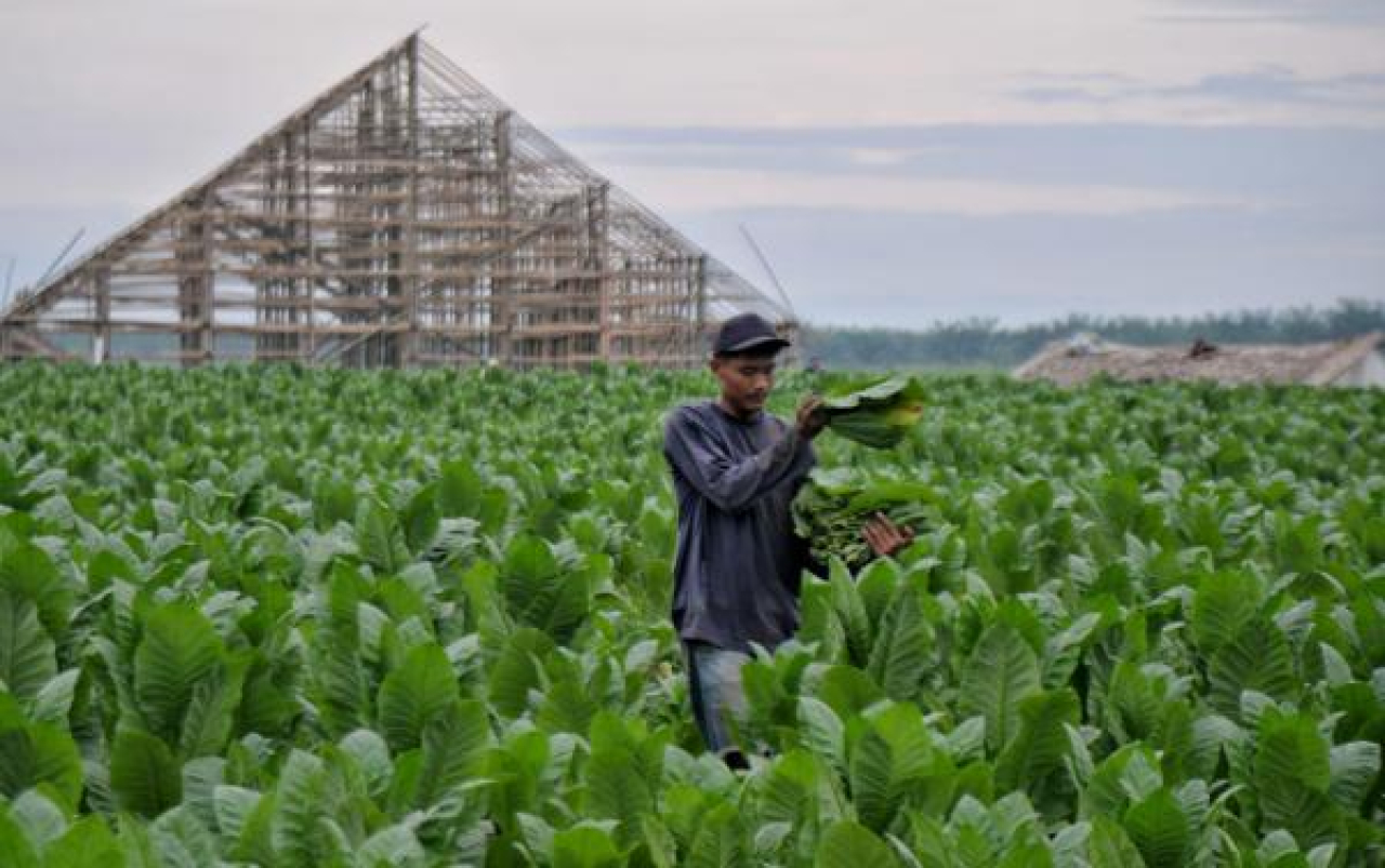  PTPN I Regional 1 menyiapkan dan mencadangkan 500 hektare lahan perkebunan di Sumatera Utara untuk memperkuat industri tembakau di