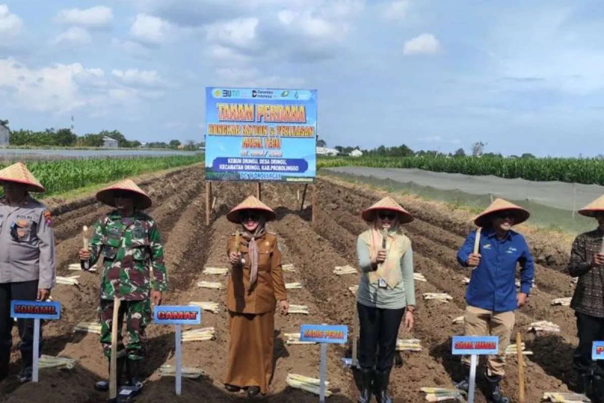 PG Wonolangan dan Pemkab Probolinggo Gelar Tanam Tebu Bongkar Ratoon
