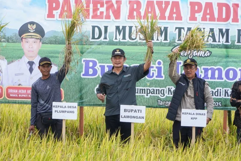 Lamongan Panen Raya Padi, HPP Gabah Tembus Rp 7.200 Perkilo