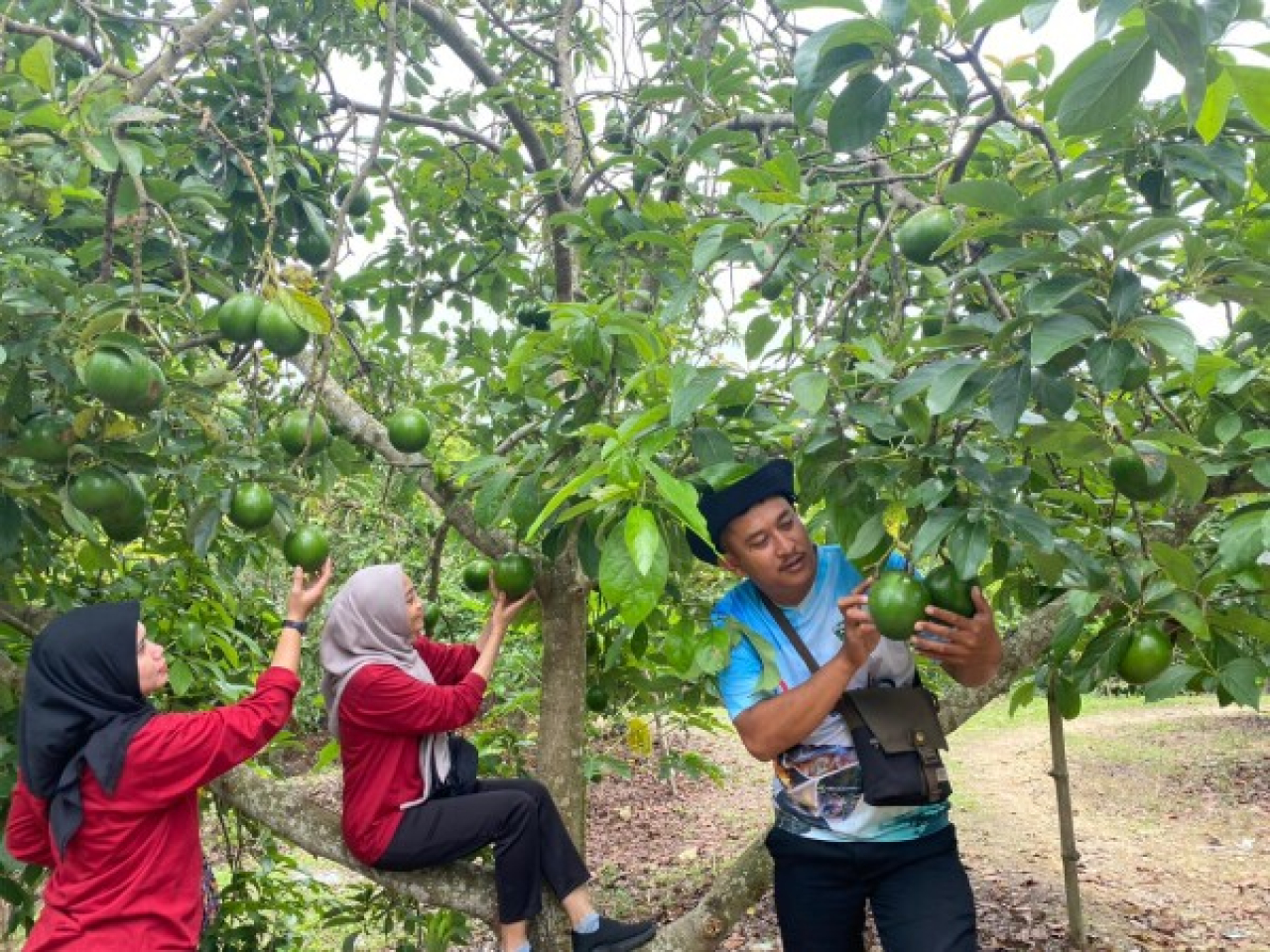 Pengunjung menikmati wisata petik buah alpukat di Kebun Alpukat Wonocolo di Desa Wonocolo, Kecamatan Kedewan, Bojonegoro