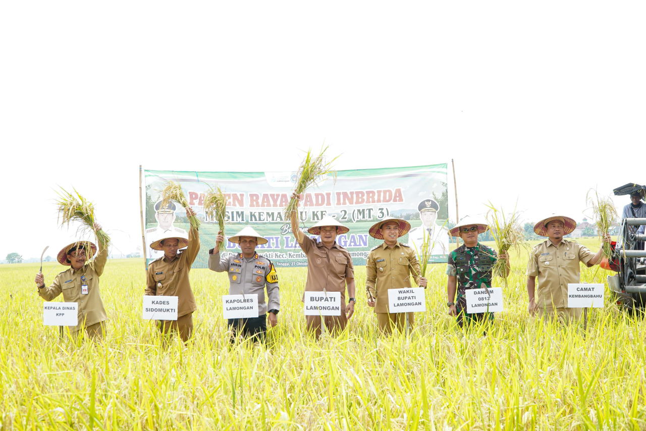 Tercatat, total produksi padi Gabah Kering Giling (GKG) Kabupaten Lamongan di tahun 2025 mencapai angka 904.928 ton GKG.