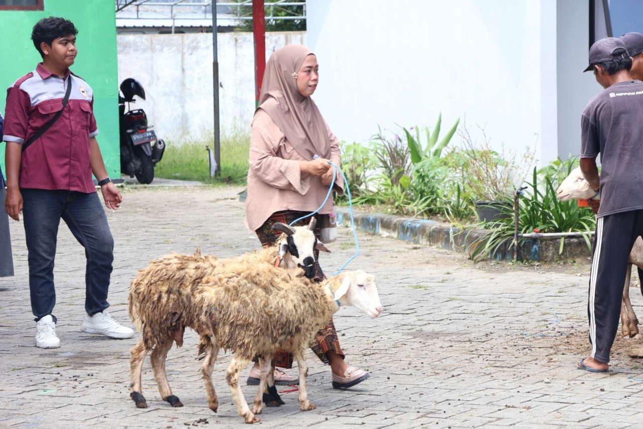 Petugas Dinas Peternakan Bojonegoro membawa domba untuk diserahkan ke KPM
