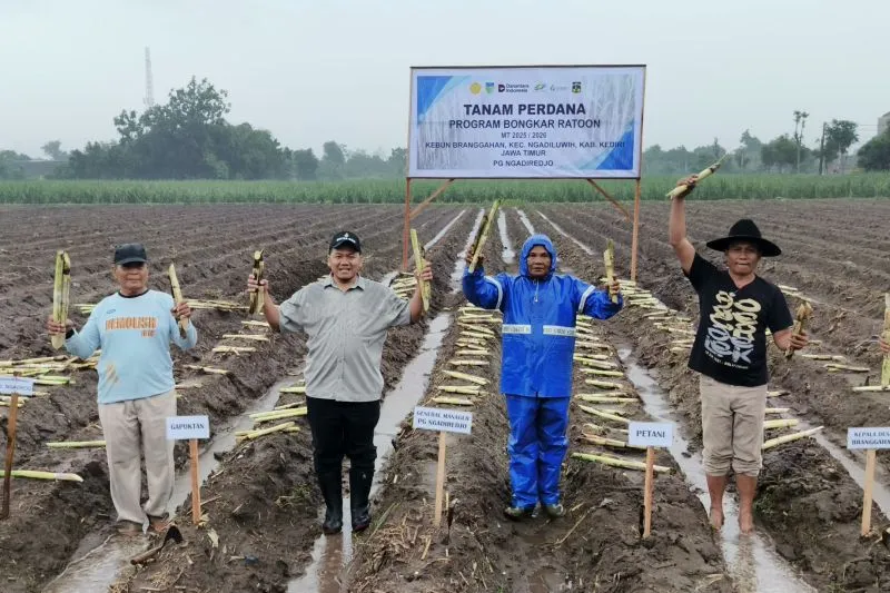 PG Ngadirejo Mulai Tanam Tebu Bongkar Ratoon Seluas 12.500 ha