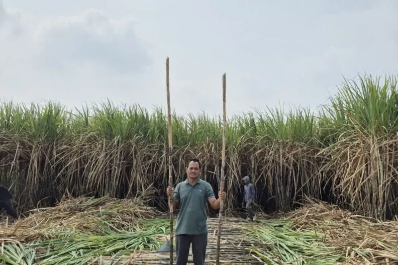 PG Ngadirejo Bantu 60 Ribu Mata Bibit Per Hektar Untuk Petani Tebu