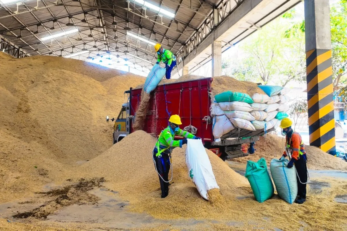 Penggunaan Sekam Padi di SIG Pabrik Tuban Capai 400 Ton Per Hari