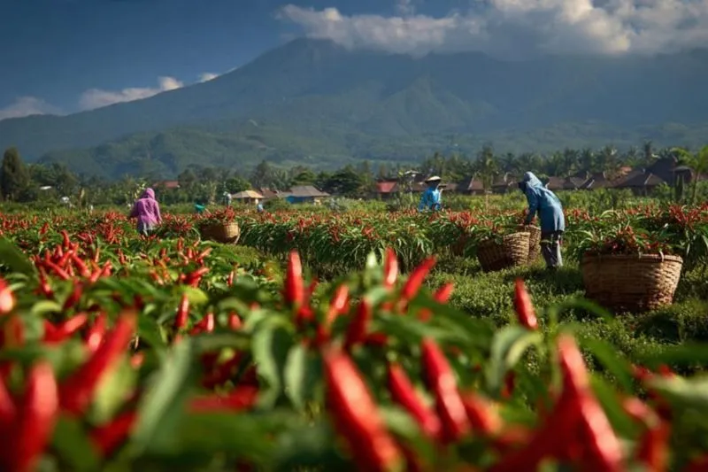 DKPP Lumajang Fasilitasi Sarana Pertanian untuk Tingkatkan Produktivitas Hortikultura