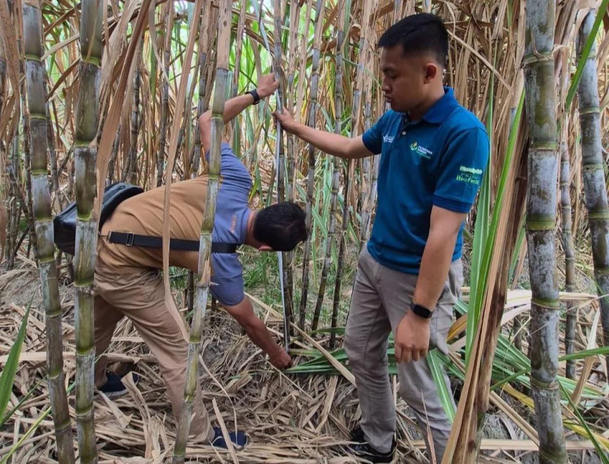 Petani melakukan aktivitas tebang Tebu SGN 01 TG 2025/2026 di Kediri, Jawa Timur
