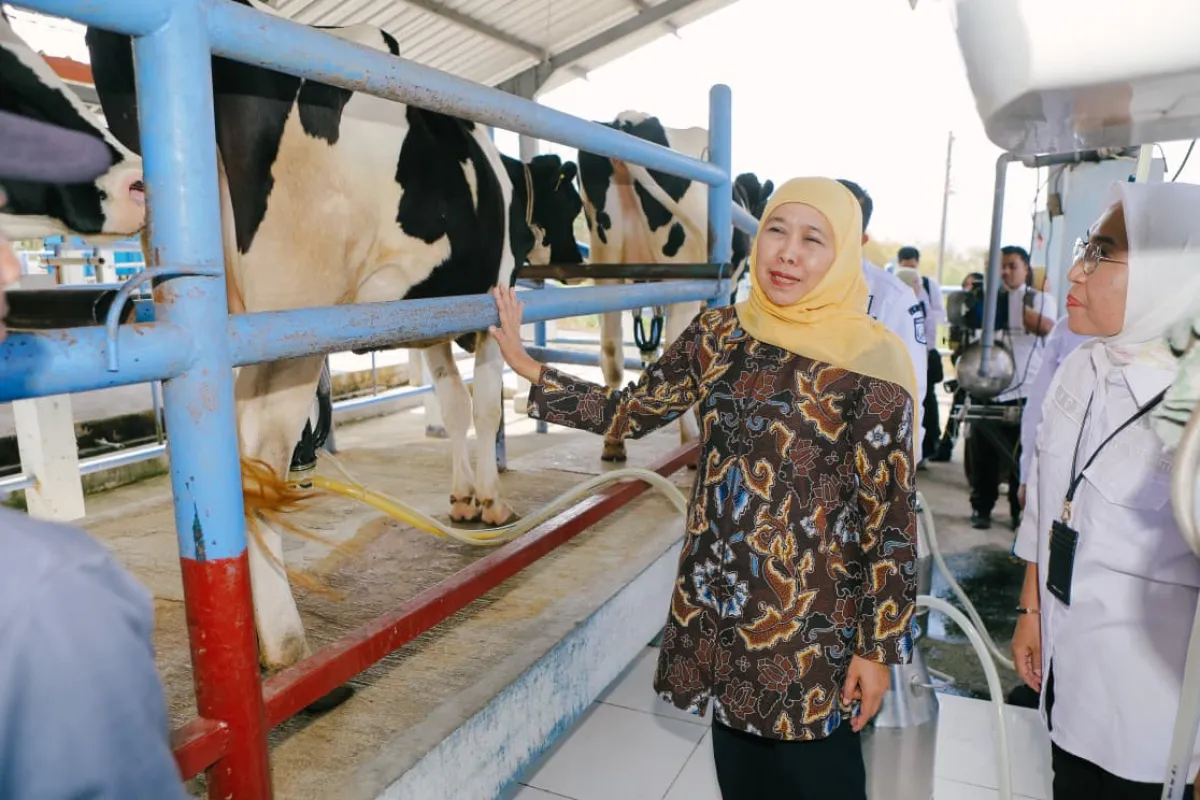 Gubernur Khofifah Dorong Jadi Penggerak Sapi Perah Jatim