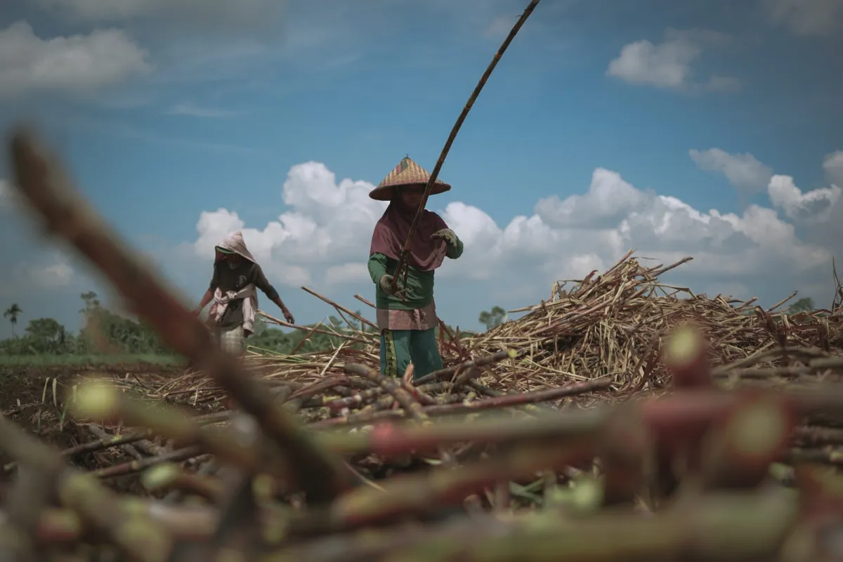 Musim Giling 2026 Beri Dampak Positif bagi Petani Mitra SGN di PG Mojo