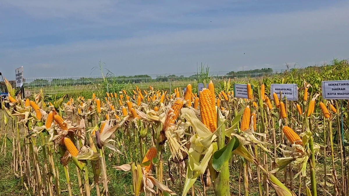 Perum Bulog Cabang Madiun menargetkan penyerapan 10.105 ton jagung petani sepanjang 2026