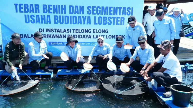 Bapanas Dorong Budidaya Lobster untuk Perkuat Ketahanan Pangan dan Ekonomi Daerah