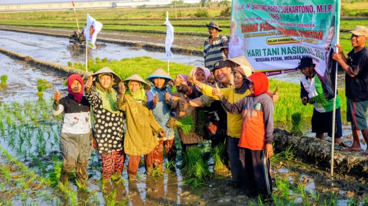 Petani Wonoayu Sidoarjo Target Bisa Panen Padi Setahun Tiga Kali