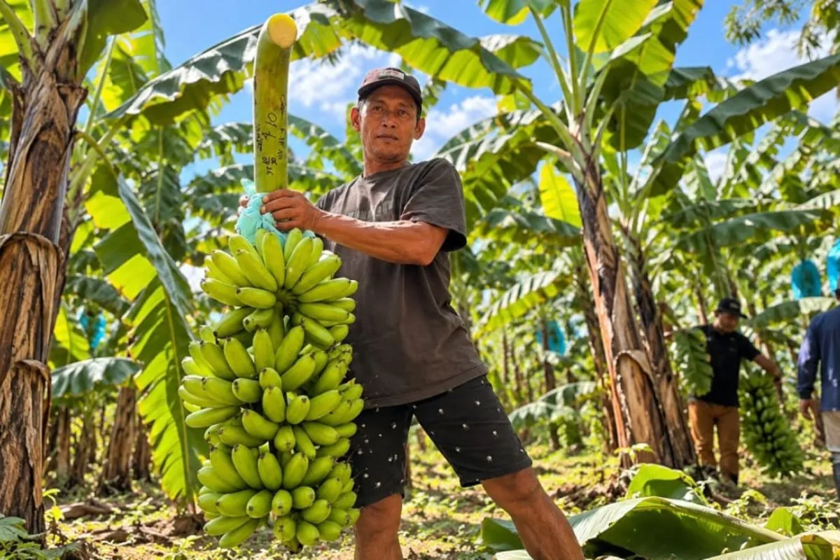 Lumajang Tawarkan Pisang Mas Kirana ke Pasar Singapura