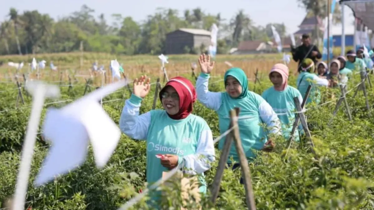 Syngenta Kenalkan SIMODIS® kepada 285 Petani Jember dan Banyuwangi