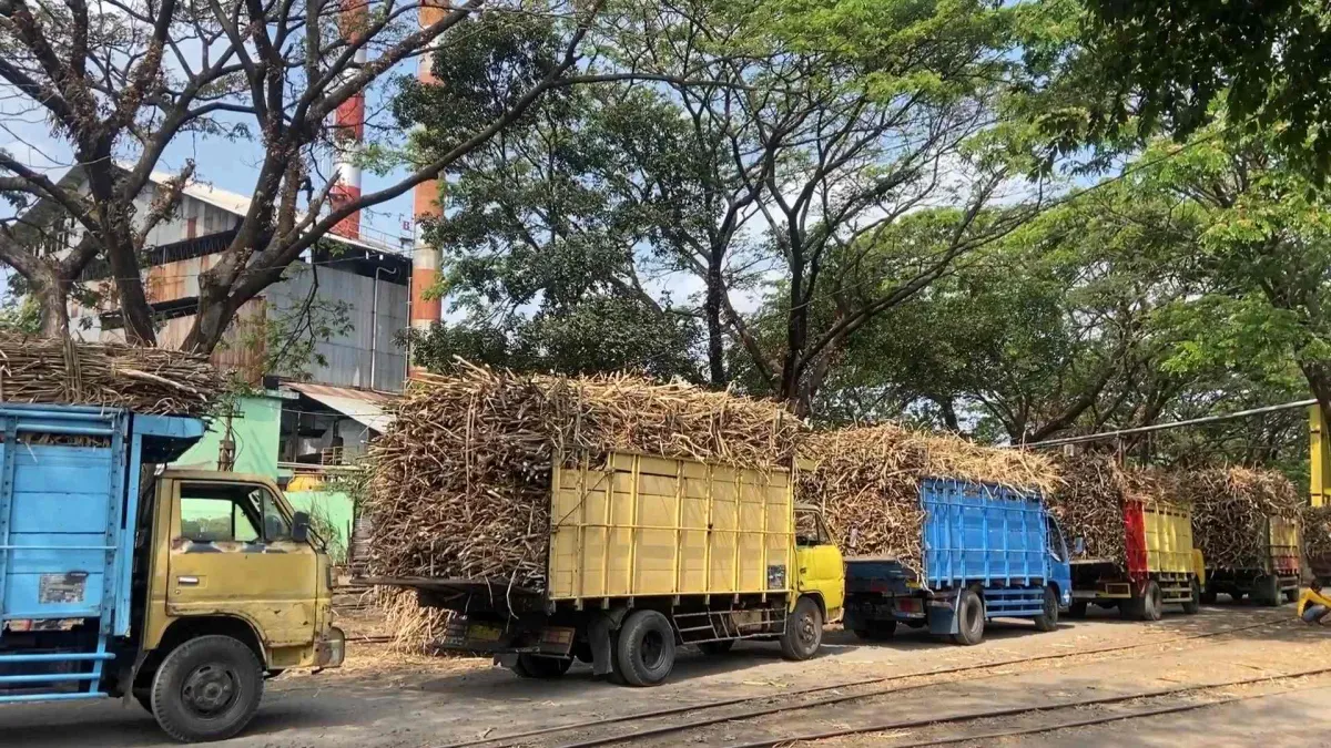 Penyerapan Tebu Petani oleh PG Meritjan Tahun Ini Naik Jadi 2,5 Kuintal Ton
