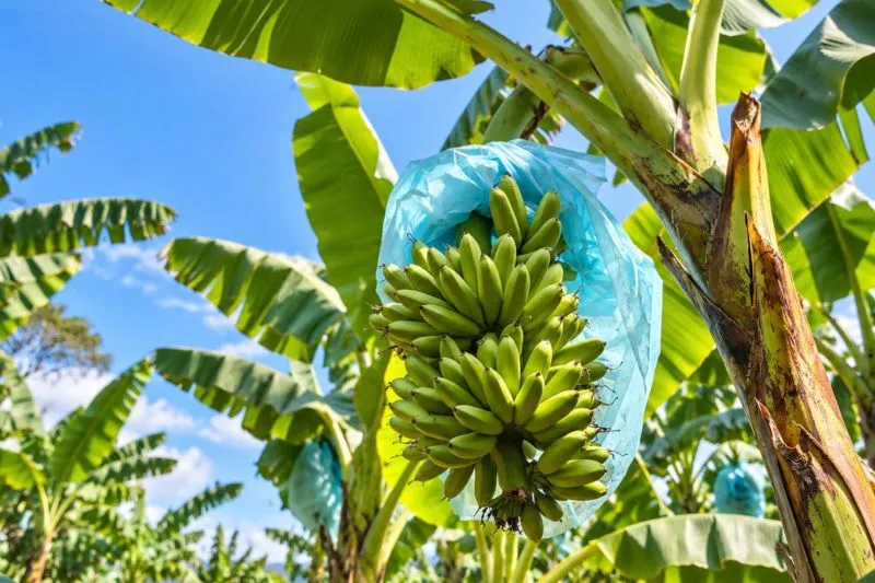 Pemkab Lumajang Perkuat Tanam Pisang di Lahan Kering
