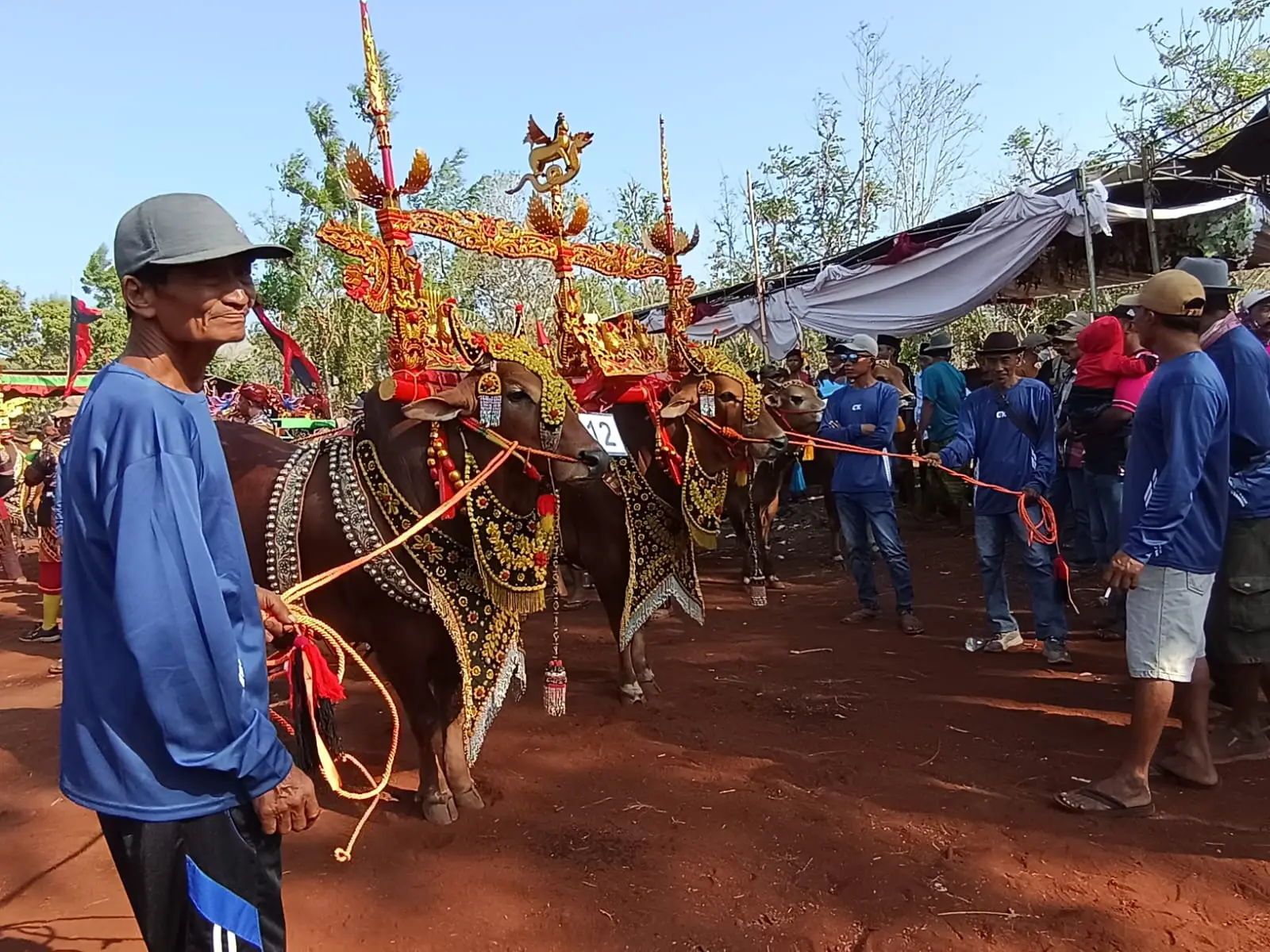 Kerap Tangghek di Sumenep, Tradisi Pentas Sapi Jantan yang Terus Lestari