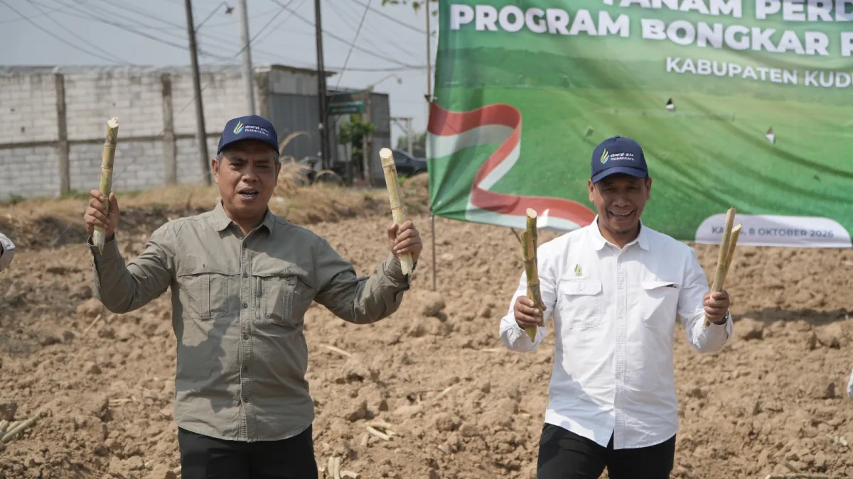 PG Rendeng Dorong Peremajaan Tebu melalui Bongkar Ratoon, SGN Perkuat Produktivitas Gula Nasional