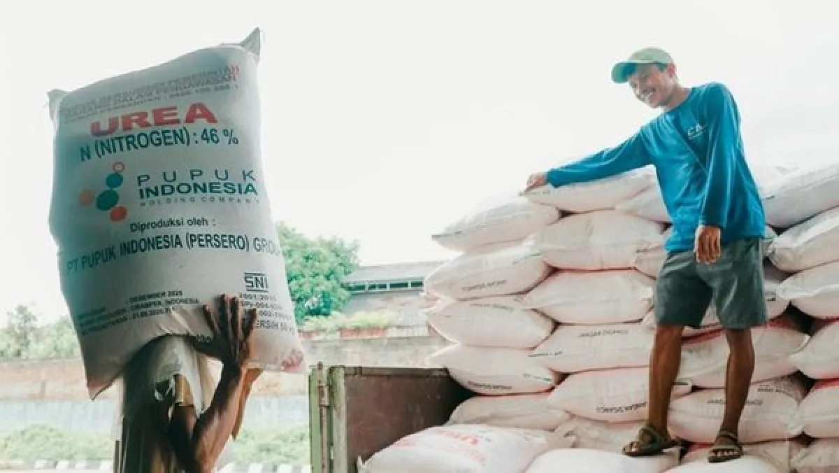Pemkab Situbondo Sebut Serapan Pupuk Subsidi Wilayahnya Capai 81 Persen