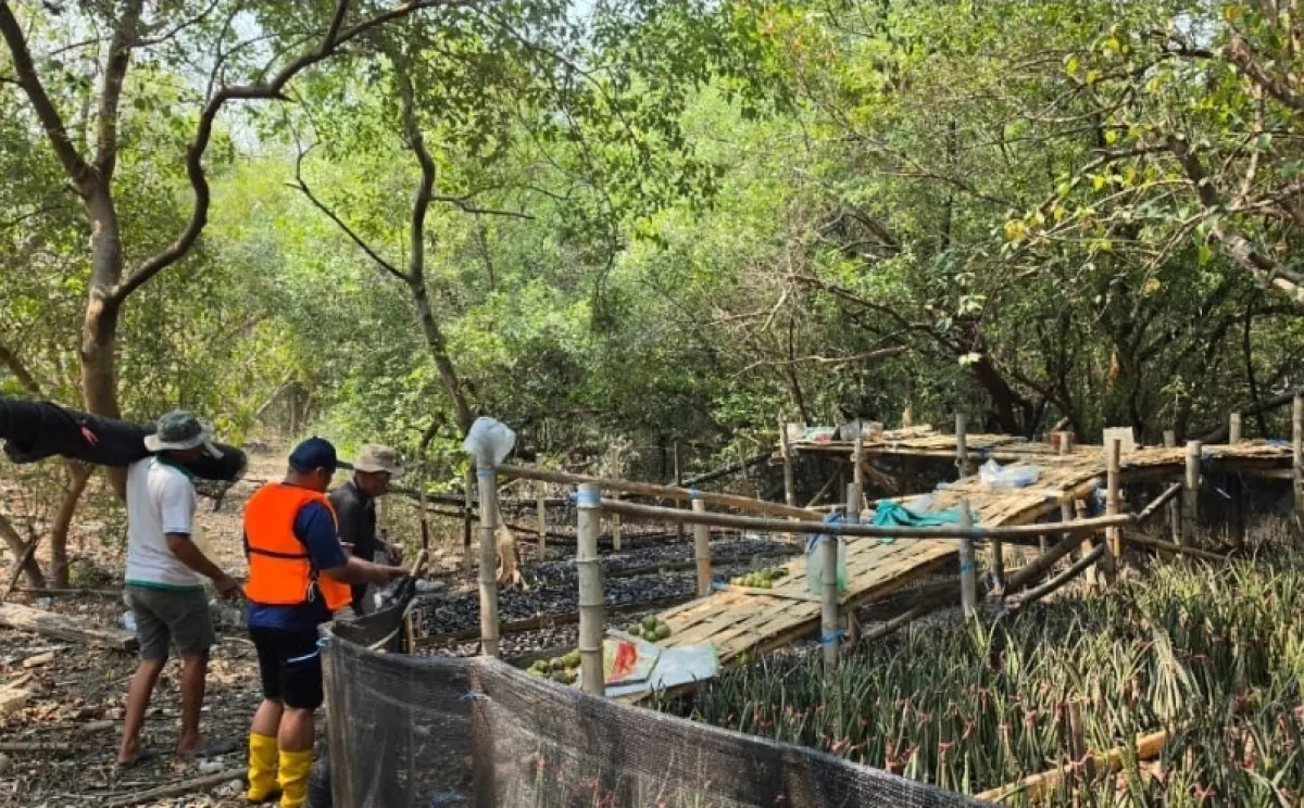 TPS Konsisten Kembangkan Pembibitan dan Penanaman Mangrove