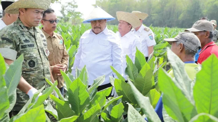 Tembakau Berpotensi Putar Ekonomi Jombang Rp487 Miliar, Libatkan 15 Ribu Petani