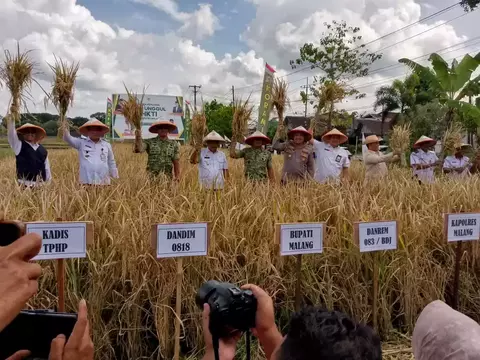 Kabupaten Malang Alami Surplus Padi 80 Ribu Ton Pada 2025