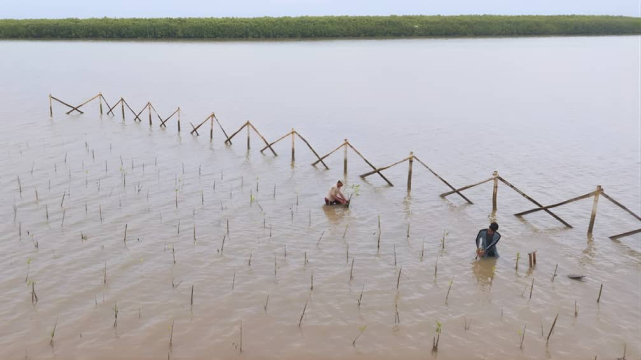 Inovasi Pancalan diterapkan dalam kegiatan konservasi mangrove di kawasan Muara Bengawan Solo, Kecamatan Ujungpangkah, Kabupaten Gresik, Jawa Timur
