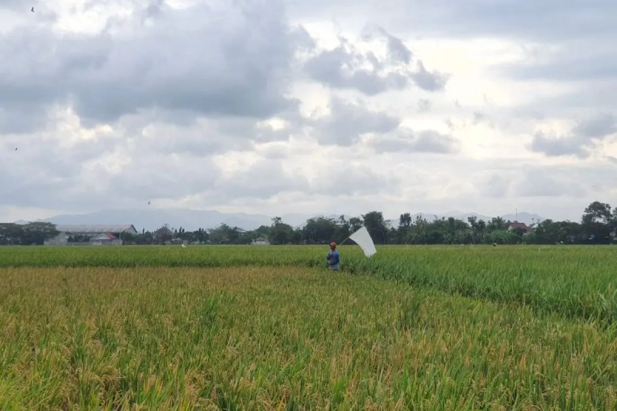 Produksi Padi Kabupaten Tulungagung 2025 Surplus 94,6 Ribu Ton