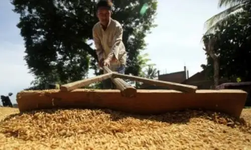Sepanjang 2025, Total Produksi Beras di Kabupaten Tulungagung Capai 186 Ribu Ton