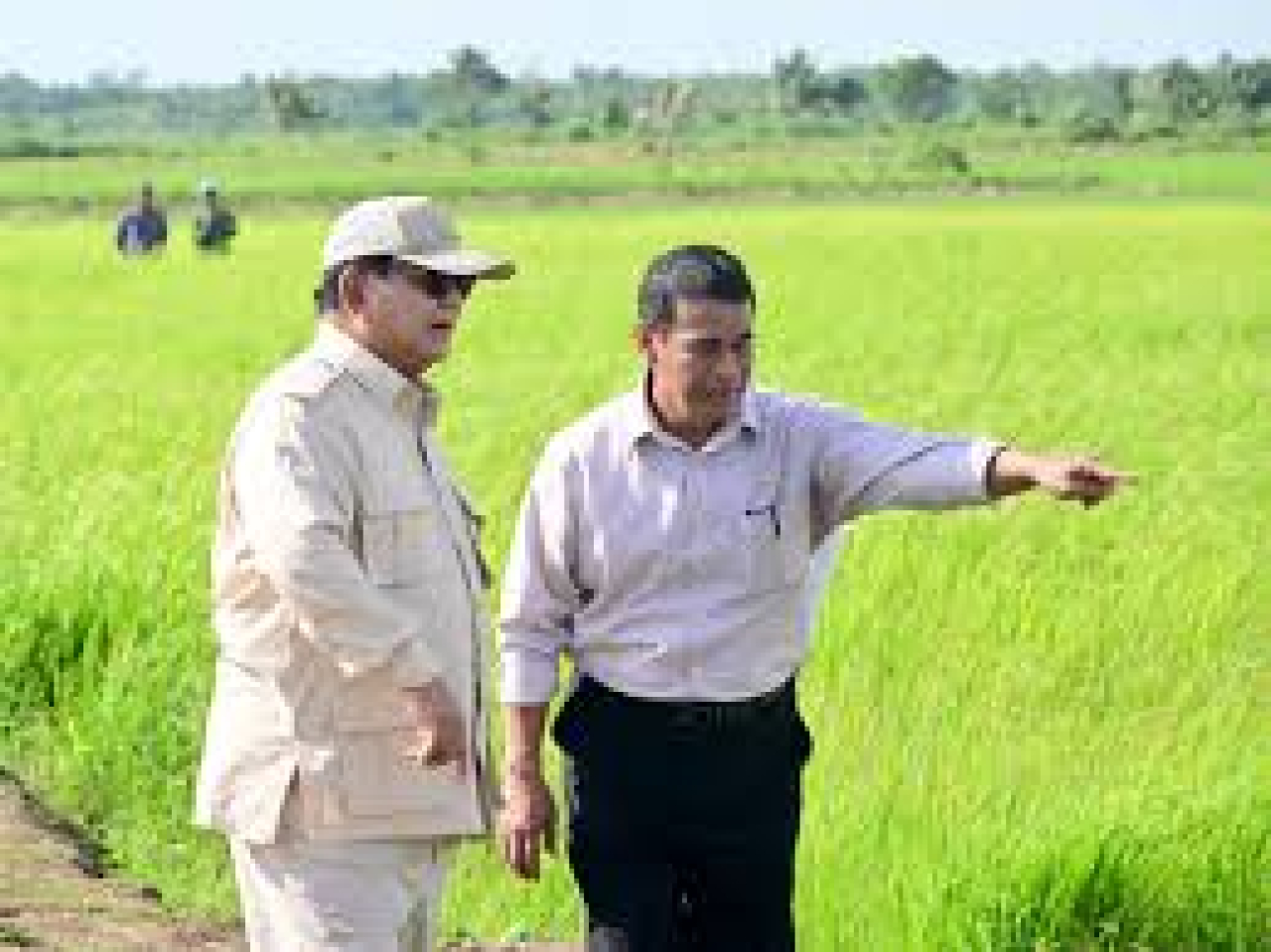 Presiden Prabowo bersama Mentan/Kepala Bapanas Amran Sulaiman melihat padi yang akan dipanen