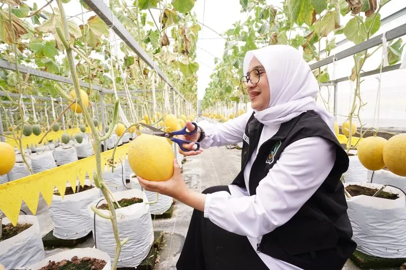 Bupati Banyuwangi Dorong Warganya Kembangkan Melon Hidroponik