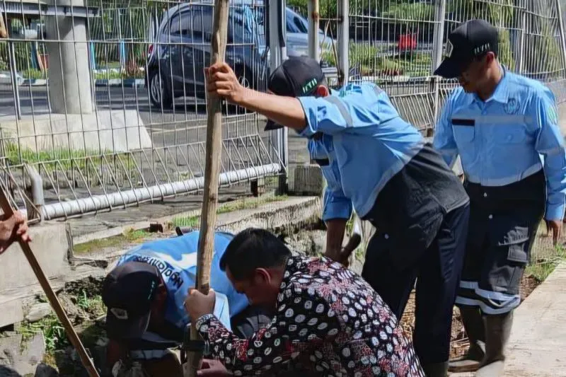 Kembalikan RTH, DLH Kota Malang Tanam Tabebuya di Jalan Soekarno-Hatta