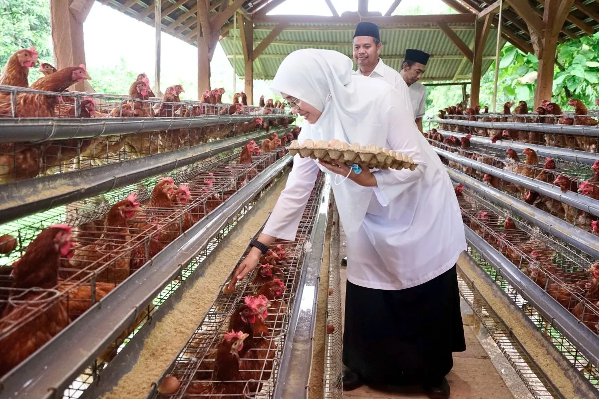 Bupati Banyuwangi Ipuk Fiestiandani saat panen telur di kandang yang dikelola Pemerintahan Desa Alasbuluh, Kecamatan Wongsorejo