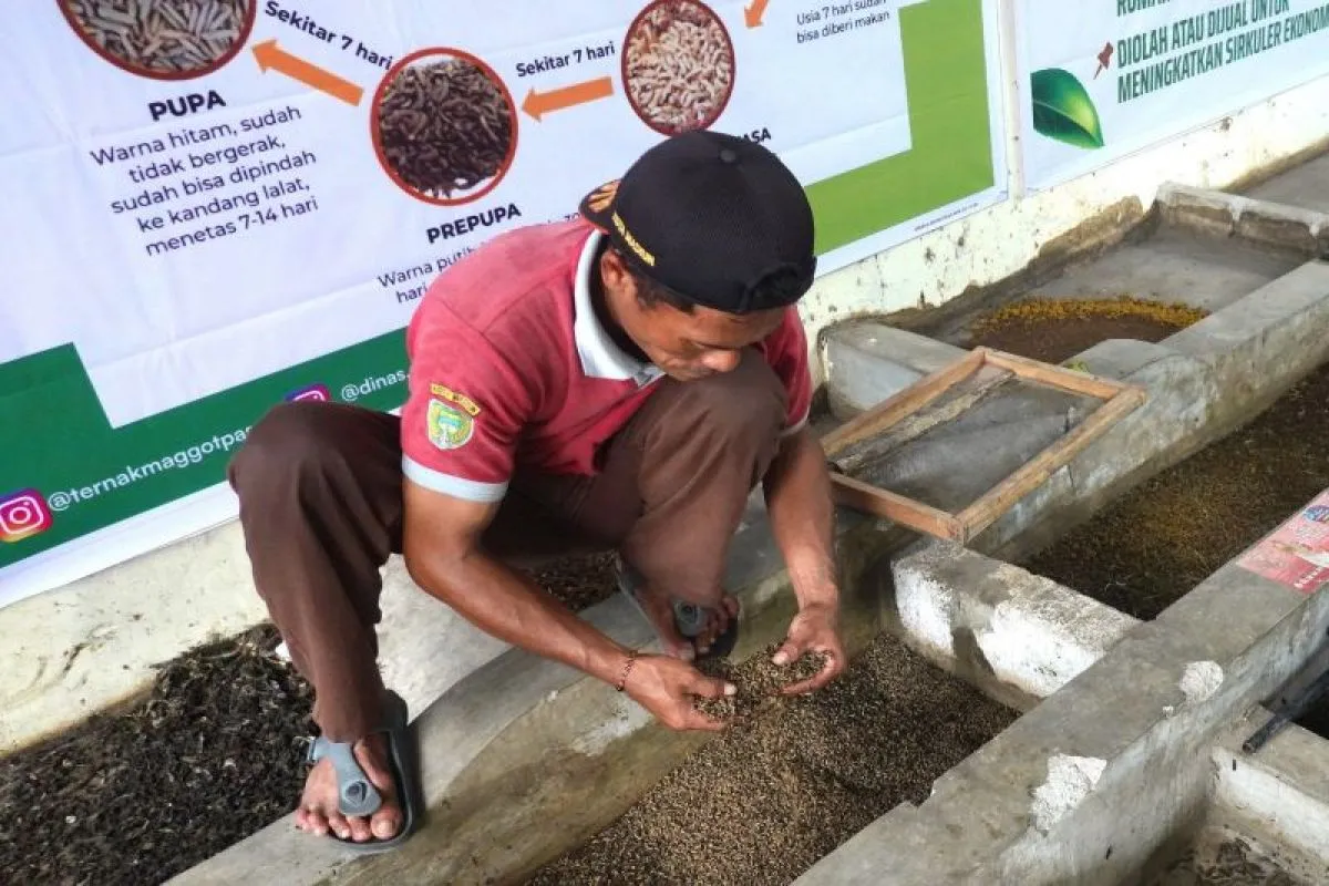 Urai Sampah Organik, Pemkot Madiun Budidayakan Maggot