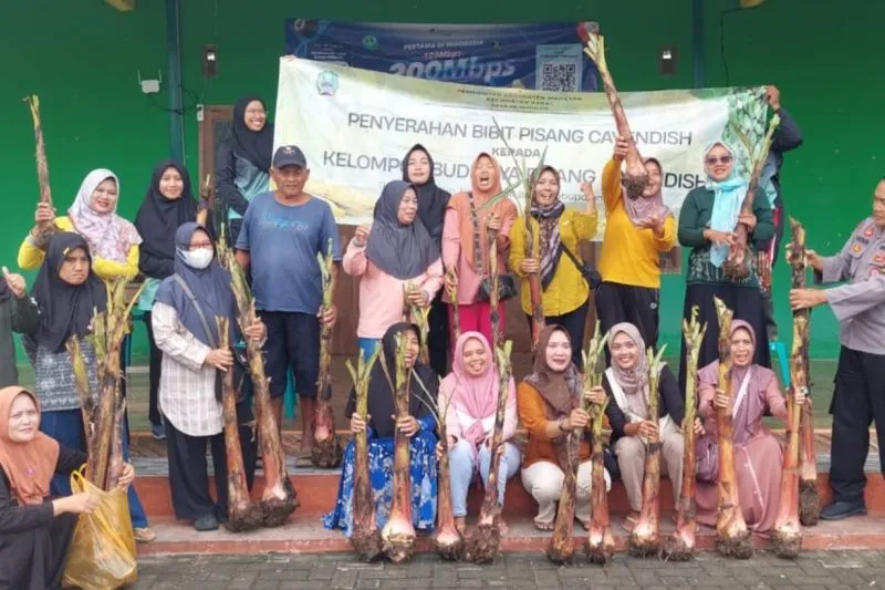 Pemkab Magetan Dukung Desa Rejomulyo Jadi Sentra Penghasil Pusang Cavendish
