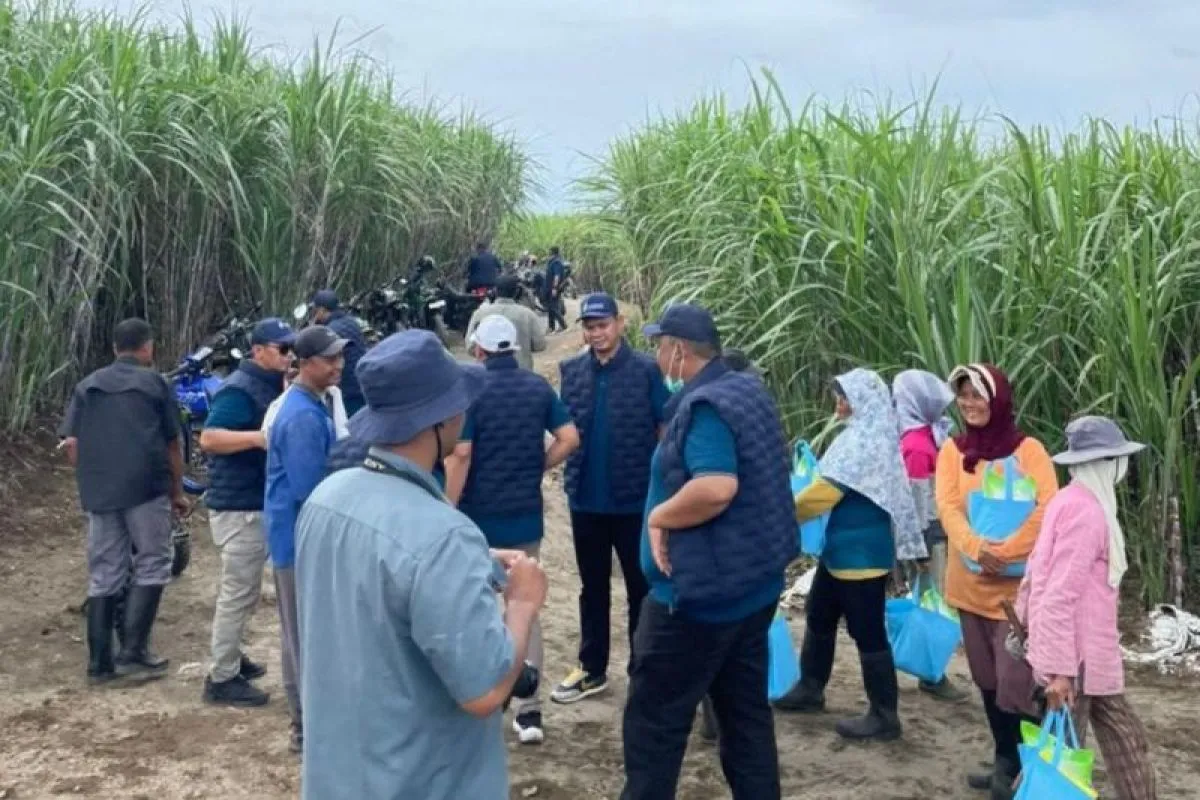 Penuhi Target Tahun Ini, SGN MKSO Tebu Kebun Dhoho Maksimalkan Produksi